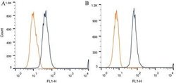 Desmoglein-3 Antibody (5G11) - Azide and BSA Free, Novus Biologicals 0.1